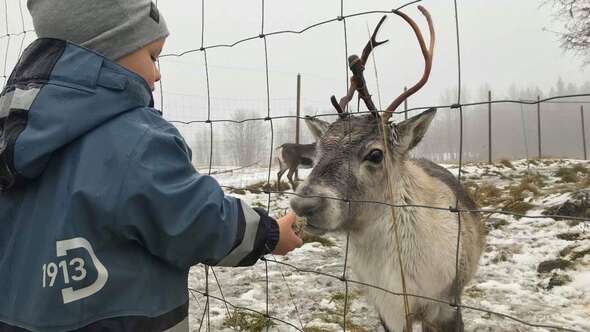 Pojke matar renar i Åre