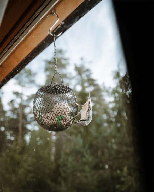 Fågel äter från fröboll