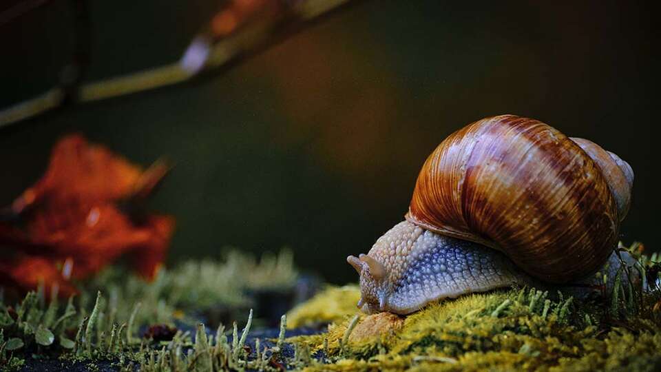 Snigel Snigel