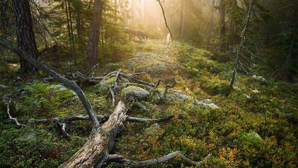 Tyresta nationalpark Tyresta nationalpark