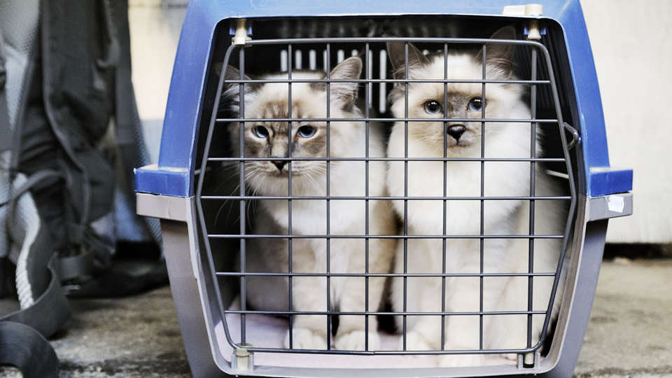 Katter i transportbur Katter i transportbur