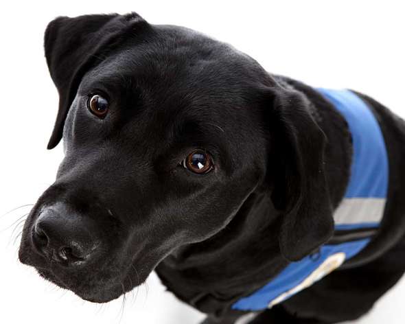 Servicehund