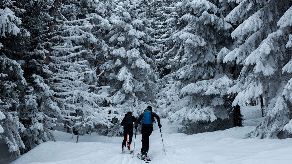 Längdskidsåkare i skogen Längdskidsåkare i skogen