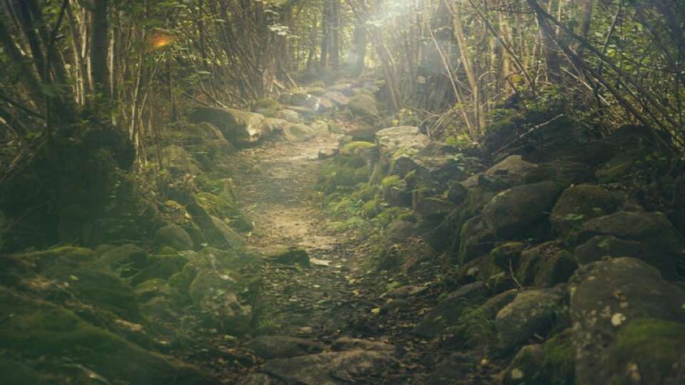 Skog Skog