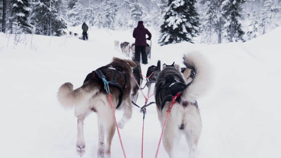 hundspann_vinter