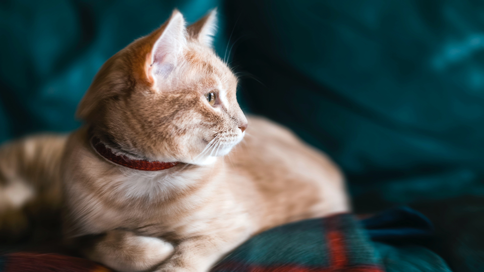 Resa med katt på tåg Katt på pläd