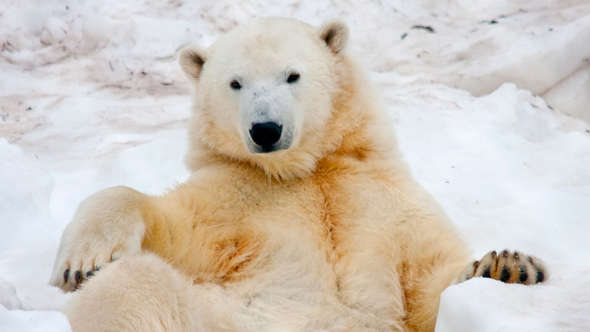 Isbjörn på Orsa Rovdjurspark