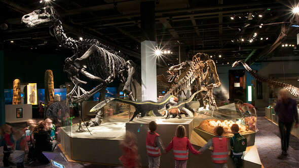 Fossiler på Naturhistoriska Riksmuseet