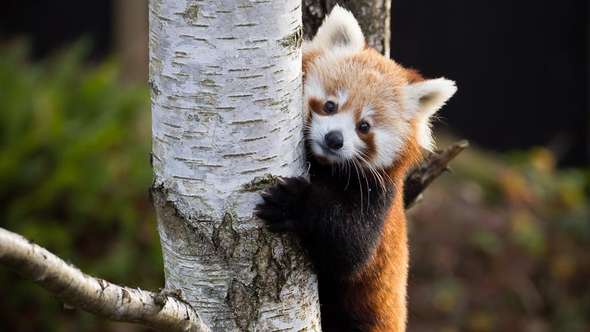 Röd panda på Kolmården