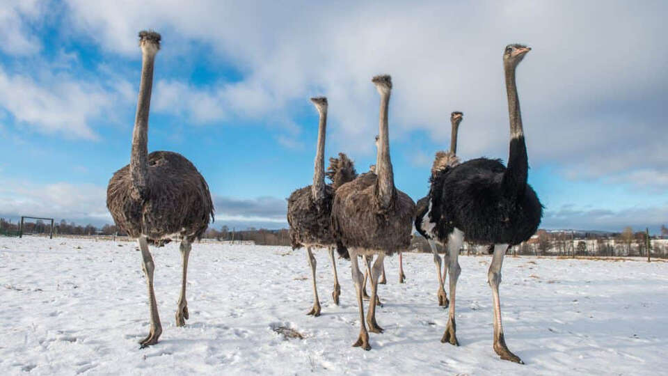 Stutsar på Sahlins gård Strutsar på Sahlins gård