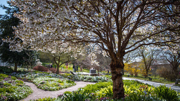 Botaniska trädgården Botaniska trädgården