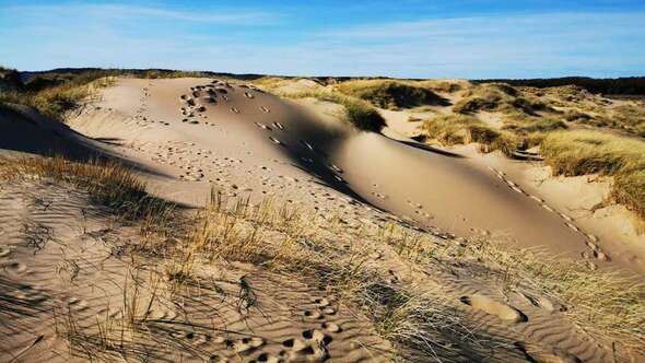 Sanddyner i Tylösand Sanddyner i Tylösand
