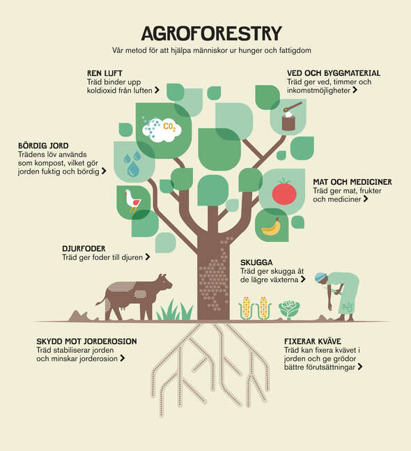 Infografik om agroforestry
